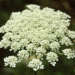 Queen's lace