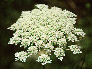 Queen's lace