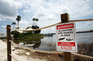 Allilgator Warning Sign at Disney Resort