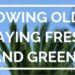 Growing Old, Staying Fresh and Green, Pslam 92