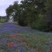 Road with Bluebonnets