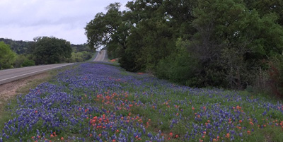 Road with Bluebonnets