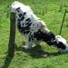 A white cow standing on top of a grass covered fieldDescription generated with high confidence