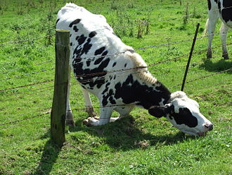 A white cow standing on top of a grass covered fieldDescription generated with high confidence