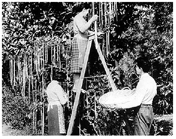 Spaghetti Harvest 1957