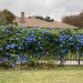 Glorious Morning Glories